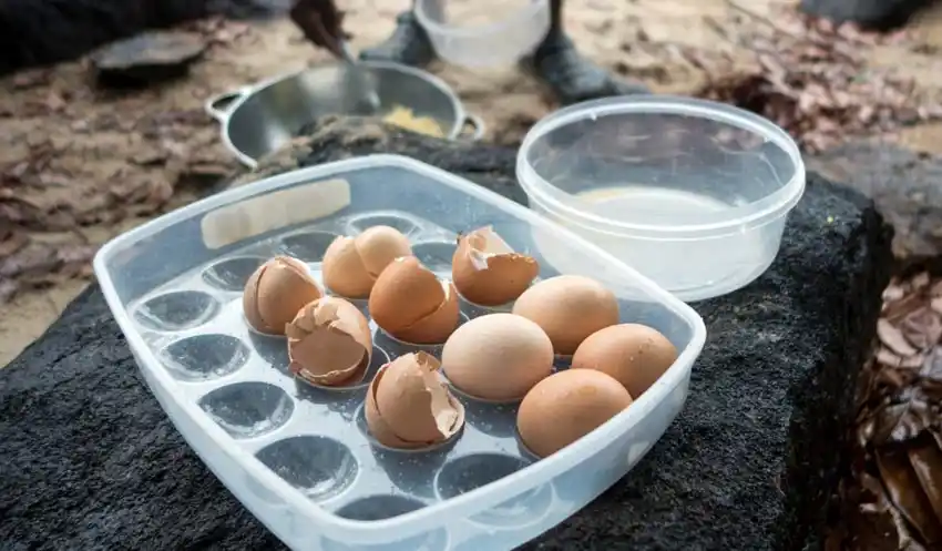 Best egg carriers for camping
