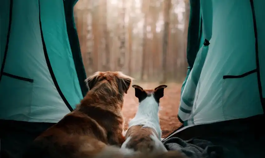 Camping with Dogs