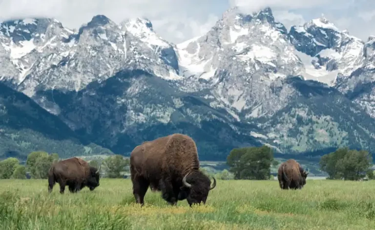 American buffalo or bison grazing on the plains in Grand Teton national park